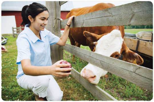 Girl feeding a cow